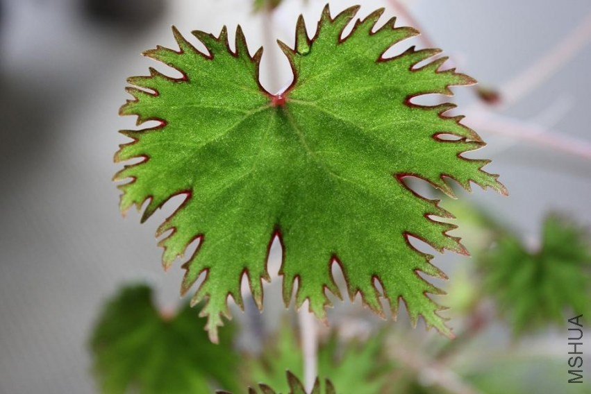 lyallii-var-lyallii-f-masoalensis1.jpg