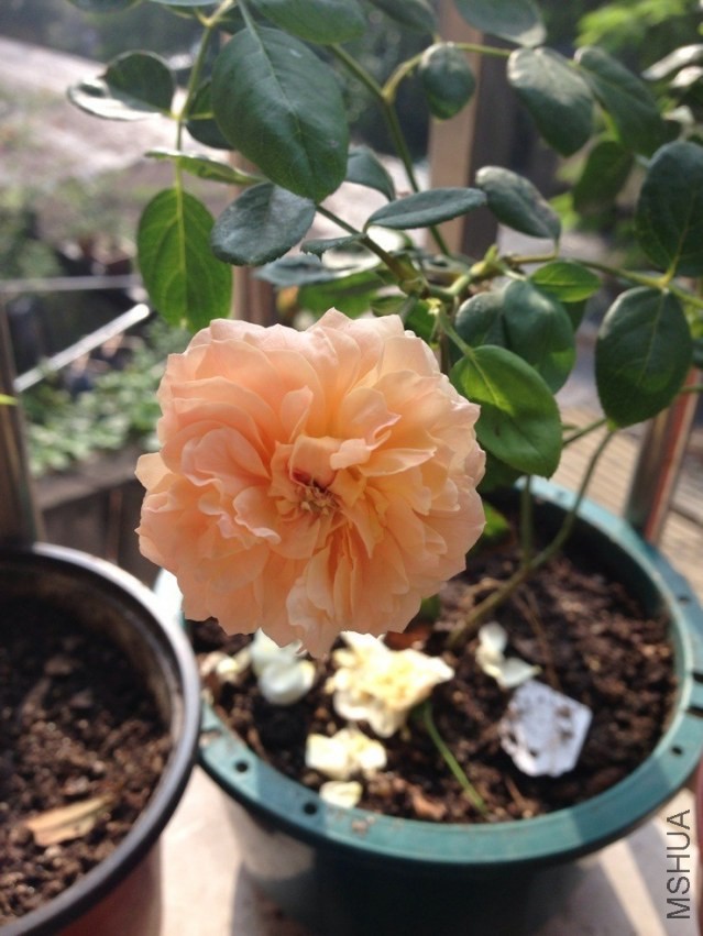 ����Ļ��Ƕ� ���쿪�� 