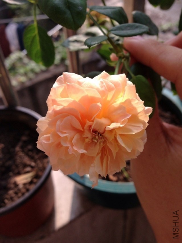 ����ͦ��� 