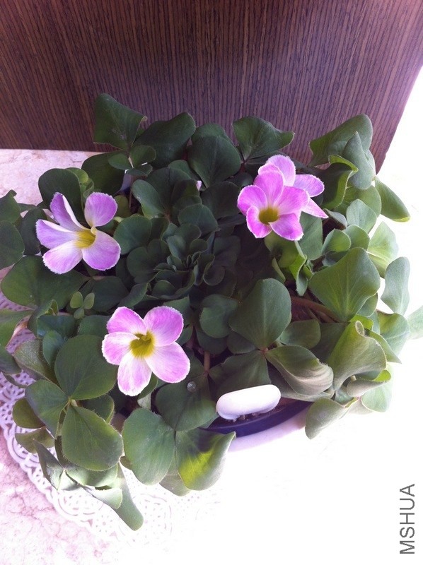 ��Ƭ 11119.jpg