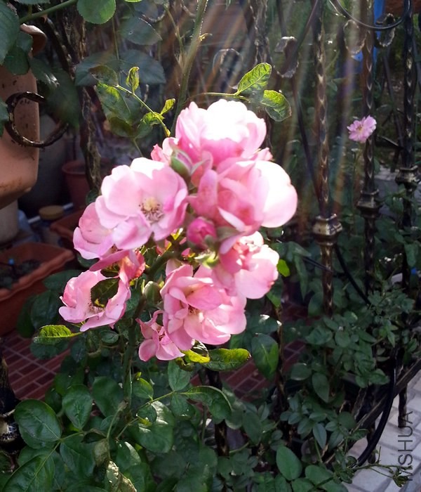 ������20130910.jpg