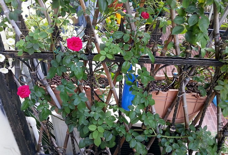 ��ɫ��ɳ��ʯ20130910A.jpg