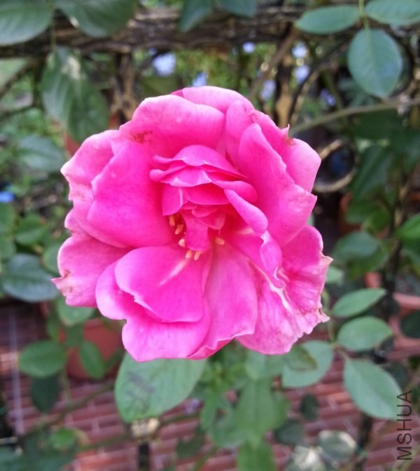 ����˹20130910.jpg