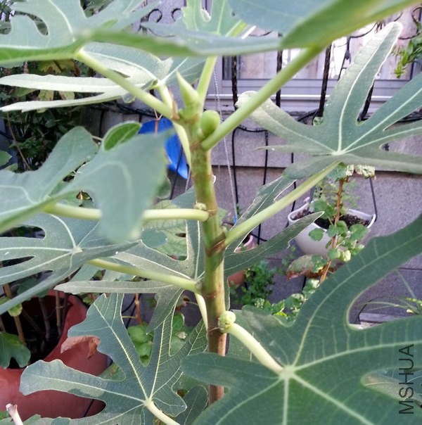 �޻���20130910A.jpg