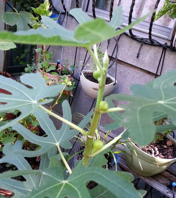 �޻���20130910B.jpg