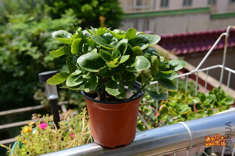 ��Ƭ 059_����.jpg