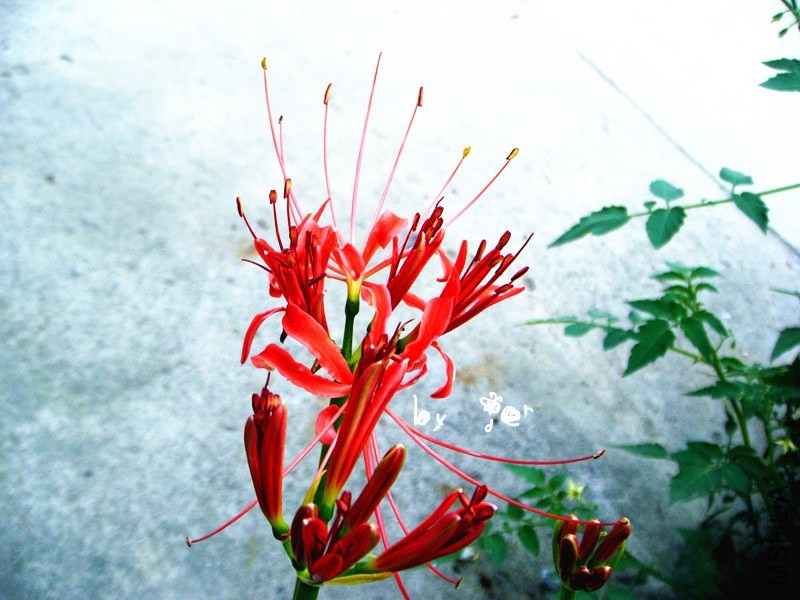 DSCF9049_����.jpg