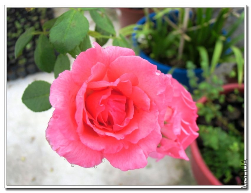 CIMG0549_����.jpg