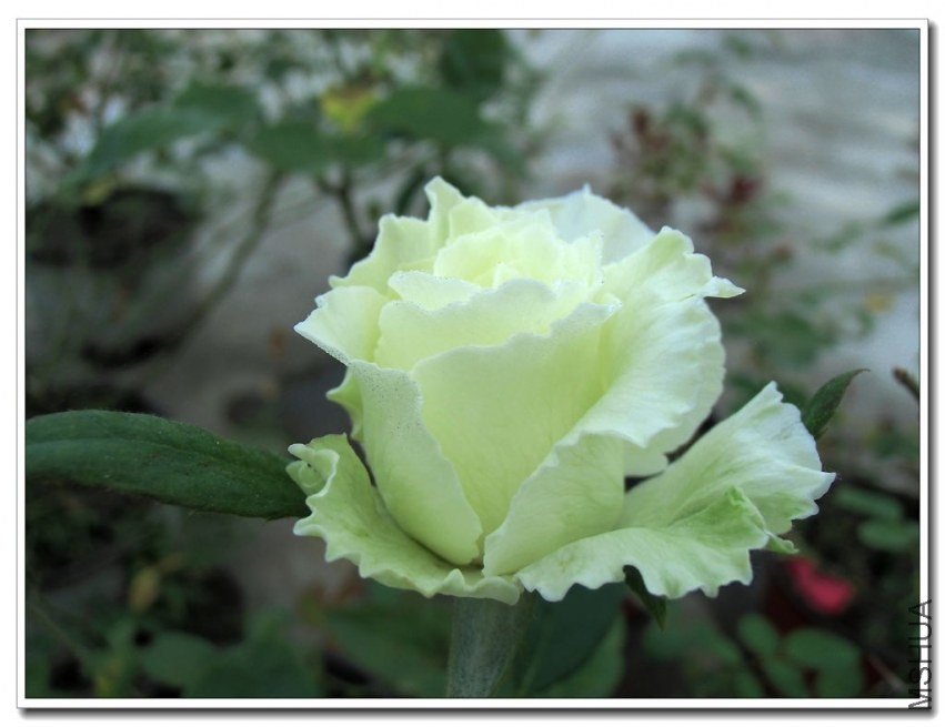 CIMG0548_����.jpg