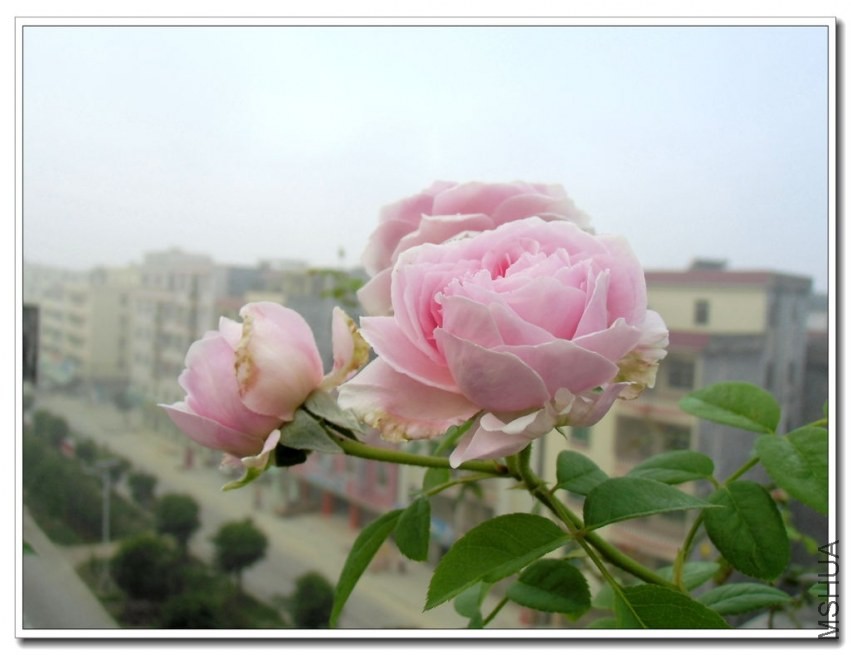 CIMG0545_����.jpg