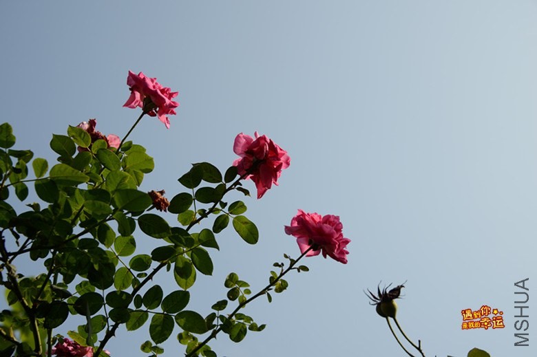 ��Ƭ 168_����.jpg