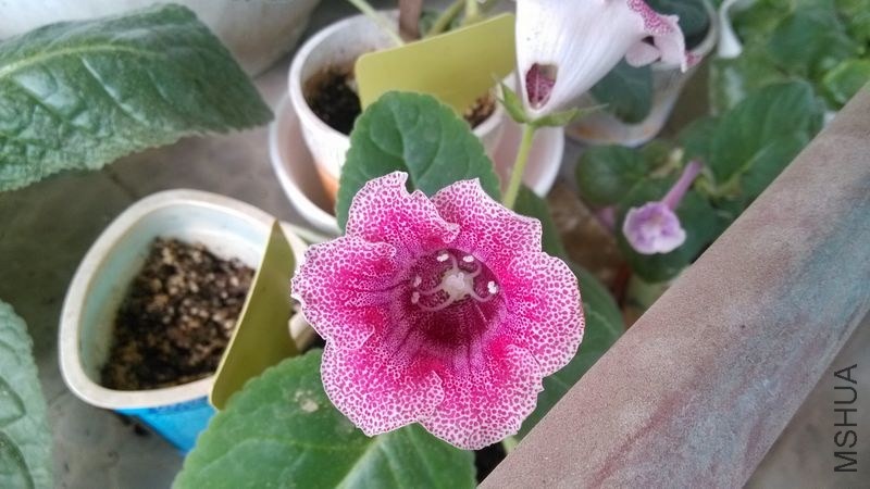 ��Ƭ 11332101.jpg