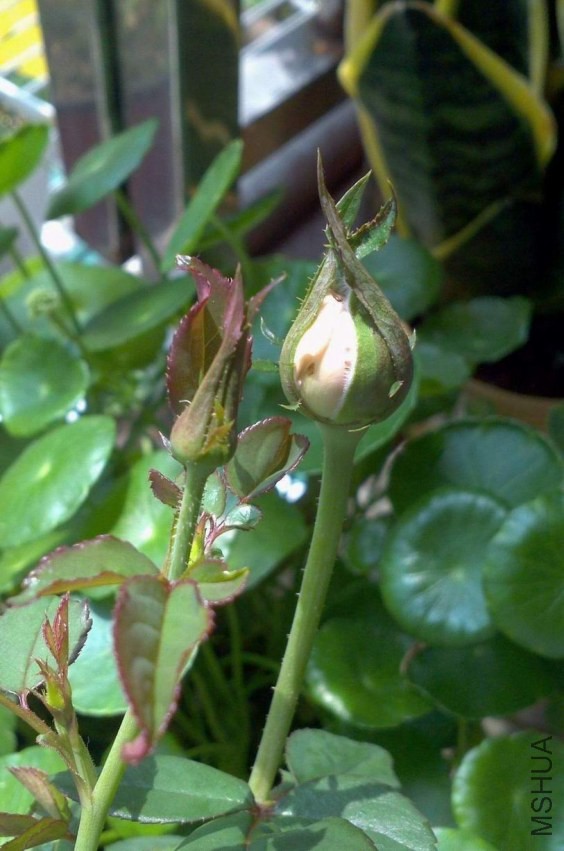 2013-09-09_12-16-34_721.jpg
