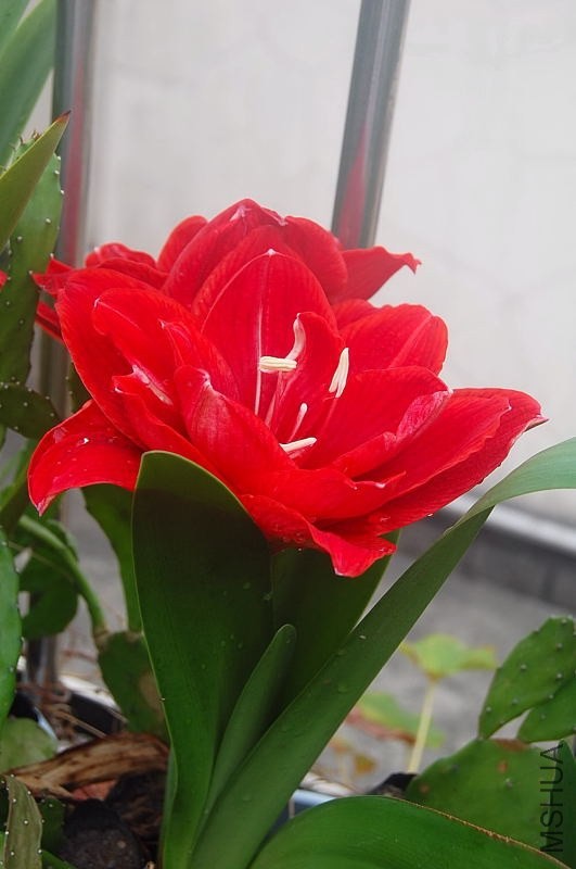 DSC_01100110.JPG