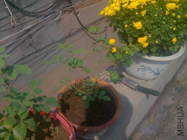 IMG0912113801.jpg