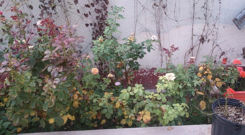 IMG20130911085606.jpg
