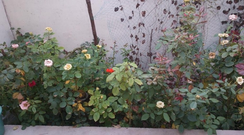 IMG20130911085556.jpg