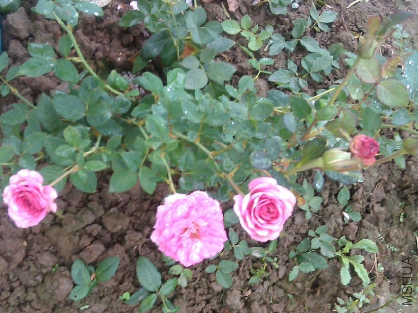 IMAG2132.jpg