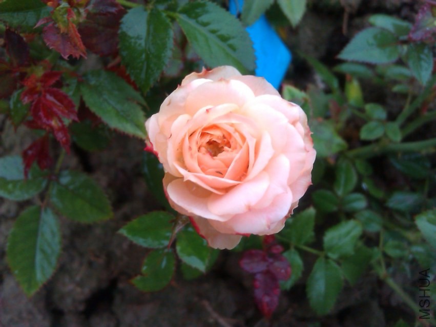 IMAG2130����Ůʿ.jpg