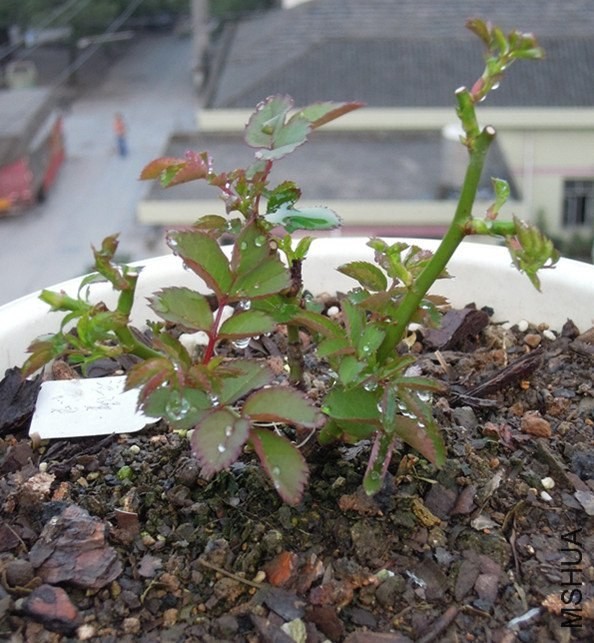 Ѽ������ ����.jpg