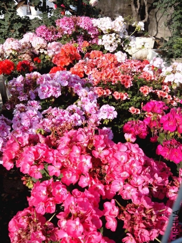 IMG_20130427_081925.jpg