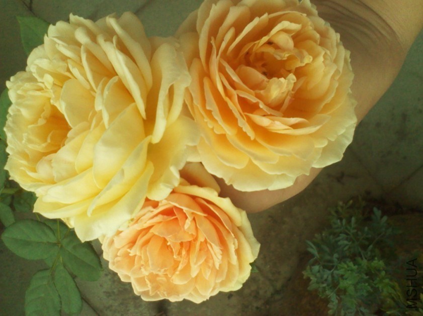 IMG_20130908_124125.jpg