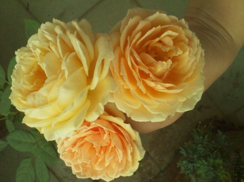 IMG_20130908_124130.jpg