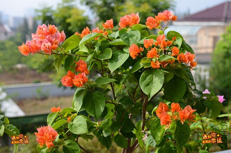 ��Ƭ 028_����.jpg