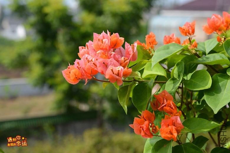 ��Ƭ 031_����.jpg