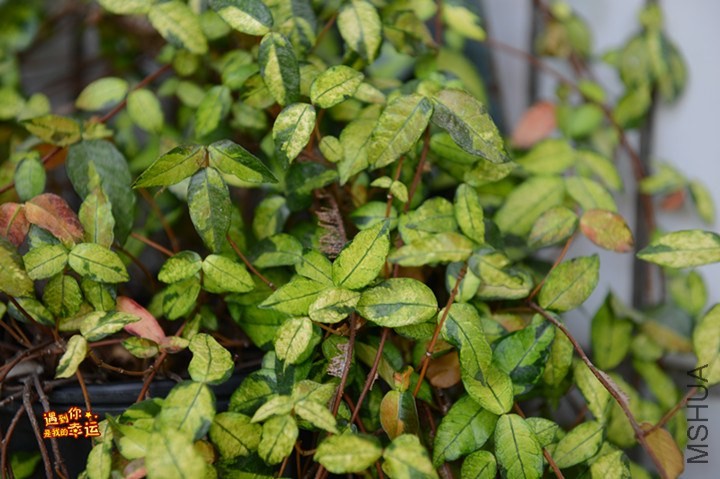 ��Ƭ 108_����.jpg