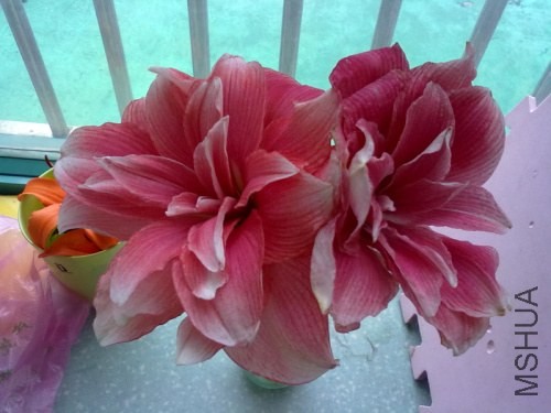 201306092583.jpg