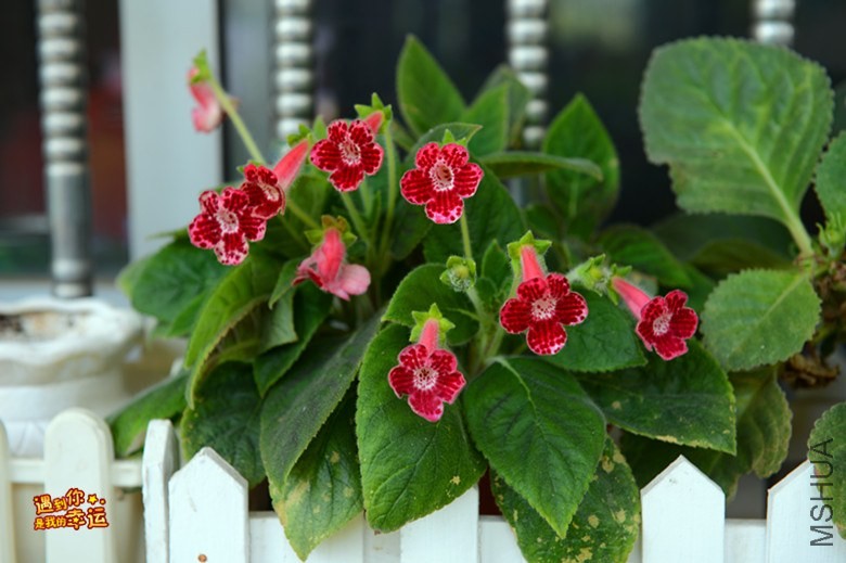 ��Ƭ 004_����.jpg