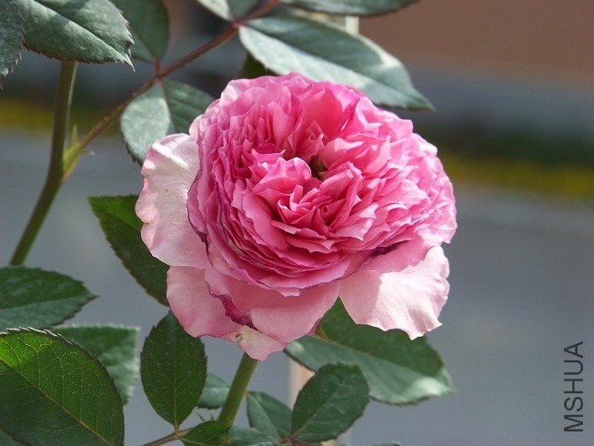 QQͼƬ20130915152937.jpg