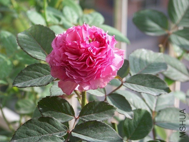 QQͼƬ20130915153016.jpg