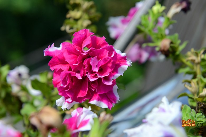 ��Ƭ 077_����.jpg