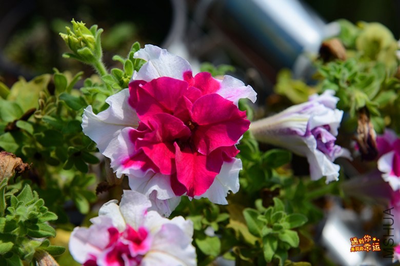 ��Ƭ 080_����.jpg