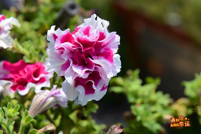 ��Ƭ 081_����.jpg