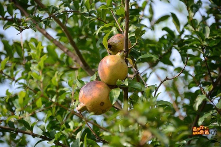 ��Ƭ 177_����.jpg