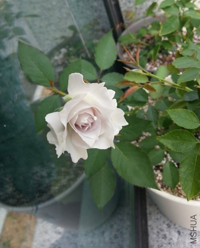 20130915_124454-n.jpg