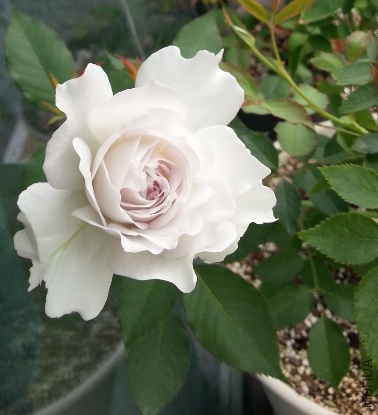 20130916_080742-n.jpg