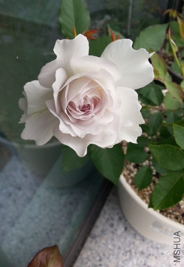 20130916_080832-n.jpg