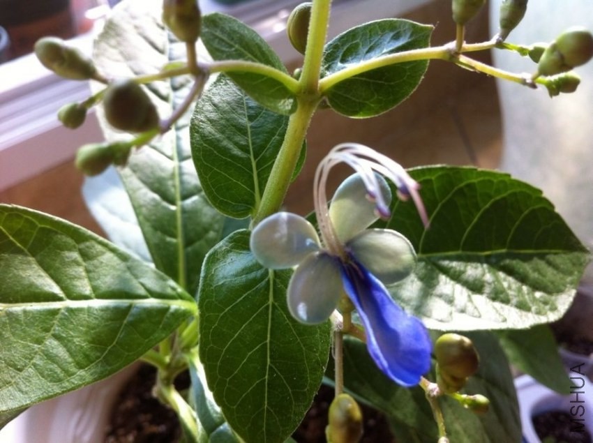 QQͼƬ20130916102639.jpg