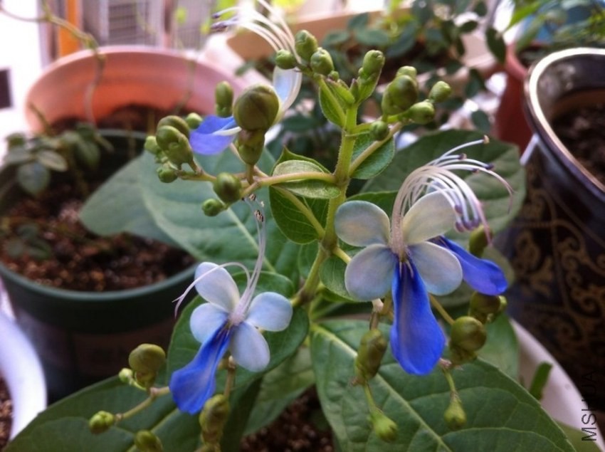 QQͼƬ20130916102957.jpg