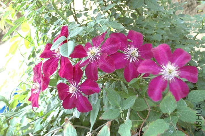 DSC_1020.jpg