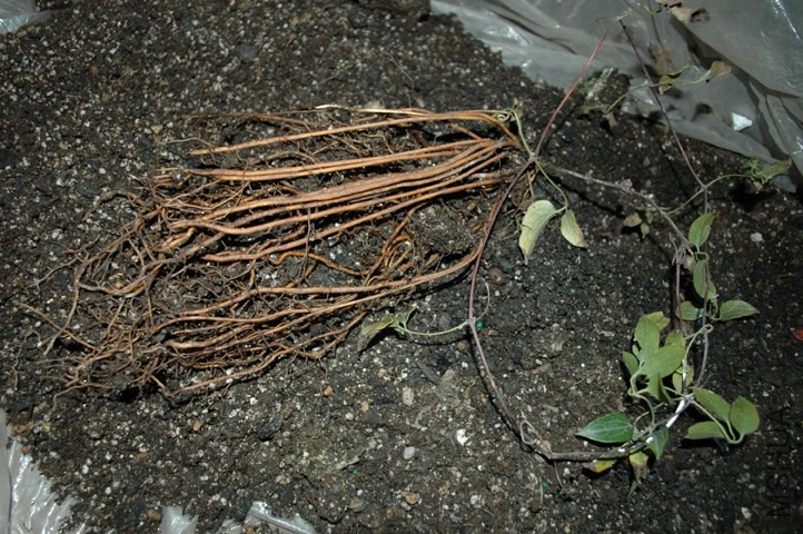 DSC_7204.JPG
