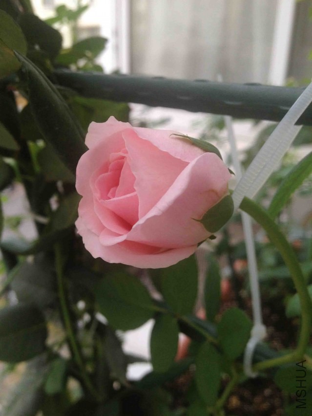 �ǲ������ﻨ
