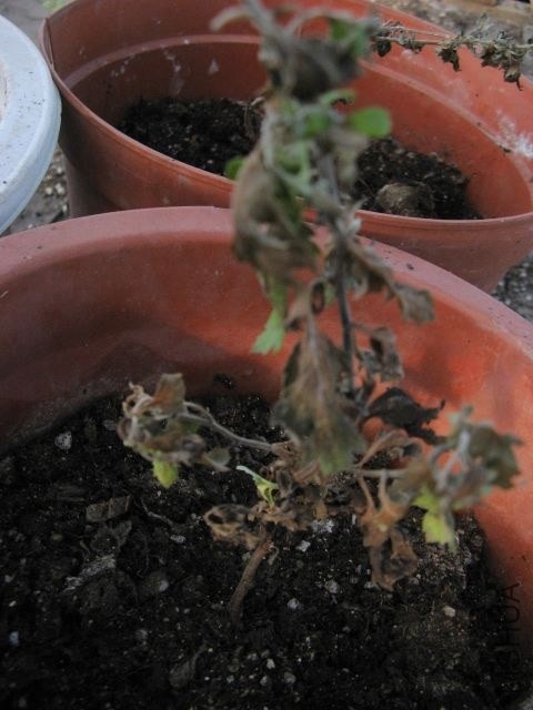 2013,5 329.jpg