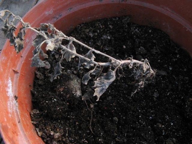 2013,5 328.jpg
