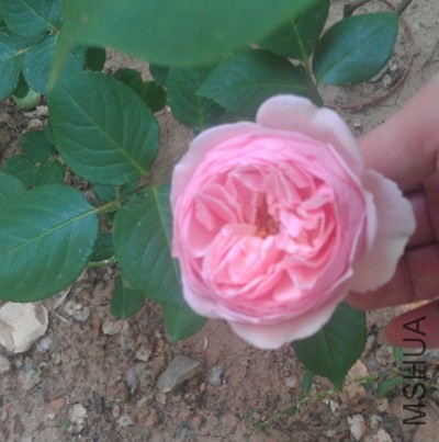 IMAG0966_����.jpg