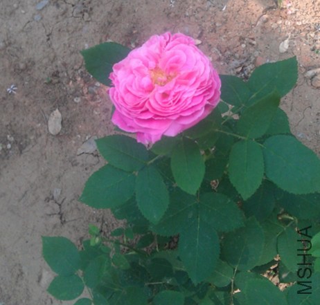 IMAG0967_����.jpg